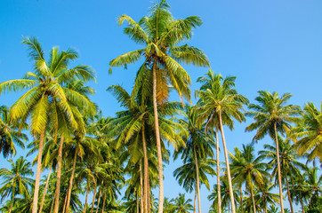 Fototapeta na wymiar Palm trees on a background of blue sky