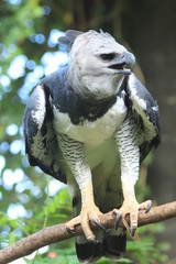 Naklejka premium Guyane - Zoo - Aout 2014