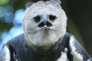 Fototapeta premium Guyane - Zoo - Aout 2014