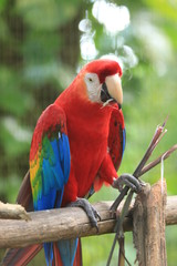 Guyane - Zoo - Août 2014