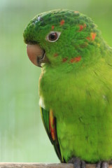 Guyane - Zoo - Aout 2014 