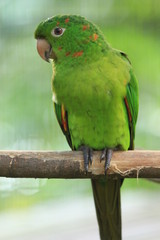 Guyane - Zoo - Aout 2014 