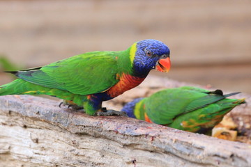 Guyane - Zoo - Aout 2014 