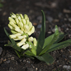 Obraz premium Hyacinth flower bulbs