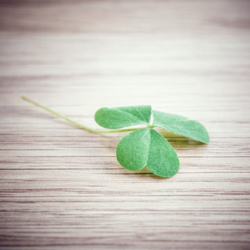 Closeup clover leaf on wooden background.