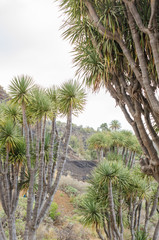 Drago tree in the Canary Islands