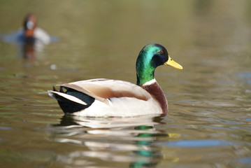 Mallard, Anas platyrhynchos