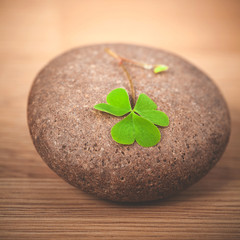 Closeup clover leaf on wooden background.