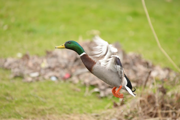 Mallard, Anas platyrhynchos