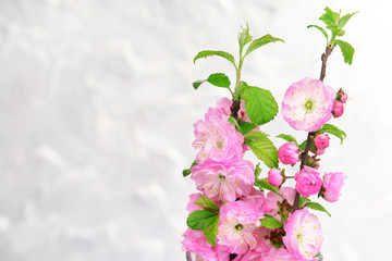 Beautiful fruit blossom on grey background