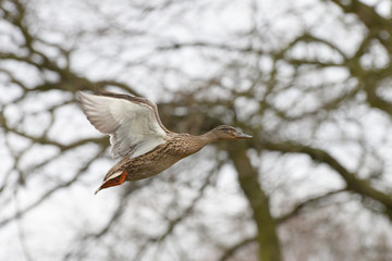Mallard, Anas platyrhynchos