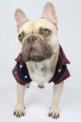 cute french bulldog with a shirt