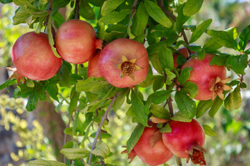 Pomegranate fruits on a branch