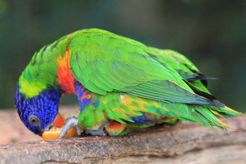 Guyane - Zoo - Aout 2014 