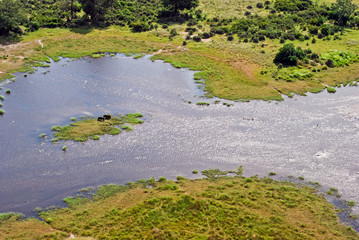 Okavango Delta Flight, Aerial view: Hippos on an islet, Botswana