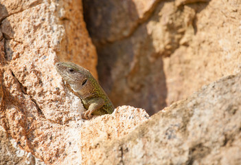 Lizard