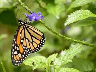 Crédence de cuisine en verre imprimé Papillon Monarch butterfly on a purple flower
