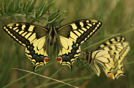 Swallowtail butterfly, Papilio machaon