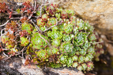 Kleine Steinrosen am Fels