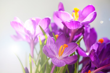 Bouquet of crocuses on bright background