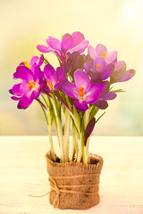 Bouquet of crocuses on bright background