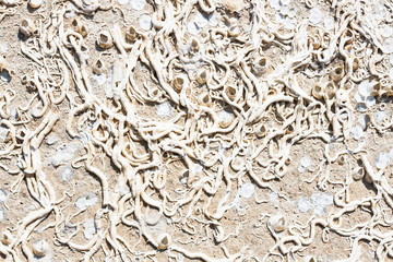 Encrustation of the sea
