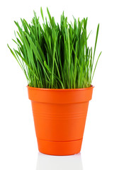 Green grass in pot isolated on white