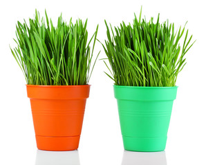 Green grass in pots isolated on white