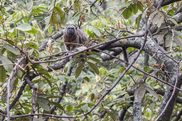 mono titi gris observando