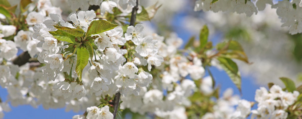 Frühling Panorama