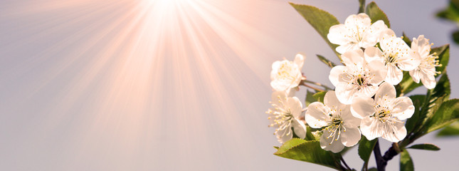 Fototapeta premium Frühling Panorama