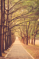 Naklejka premium path in the park