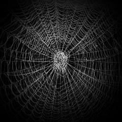 Das Netz einer Spinne