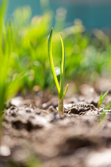 green onions growing in the garden