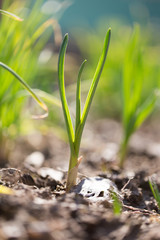 green onions growing in the garden