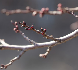 flower bud on a tree