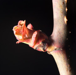 flower bud on a tree