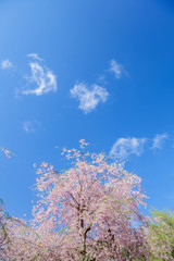 サクラと雲