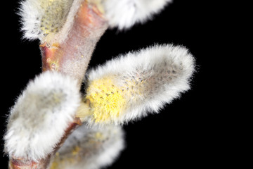 Willow on a black background