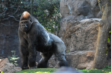 Strong Adult Black Gorilla © underworld