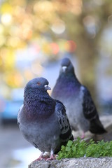 Pigeons