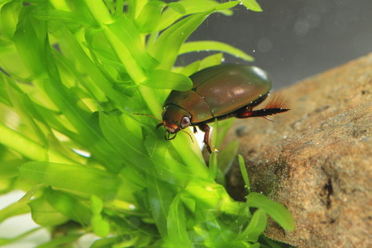 Japanese black diving beetle (Cybister brevis) in Japan