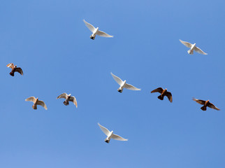 flock of pigeons on blue sky