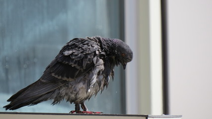 Dove sad after swimming