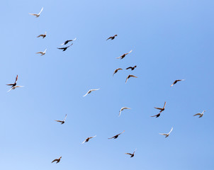 flock of pigeons on blue sky