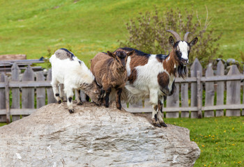 Ziegenfamilie auf dem Bauernhof