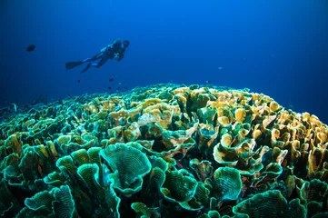 Fotobehang Duiken duiker boven koraal bunaken sulawesi indonesië onderwater foto