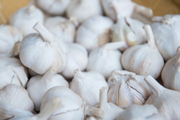 Many fresh white garlic for sale