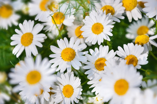 Daisies in the field.