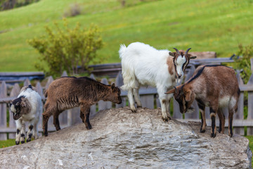 Ziegenfamilie auf dem Bauernhof